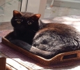 Cat Relocation Services